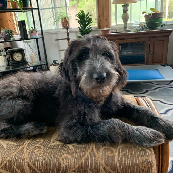 Meet your Posher, Lynette - Picture 1 of 1